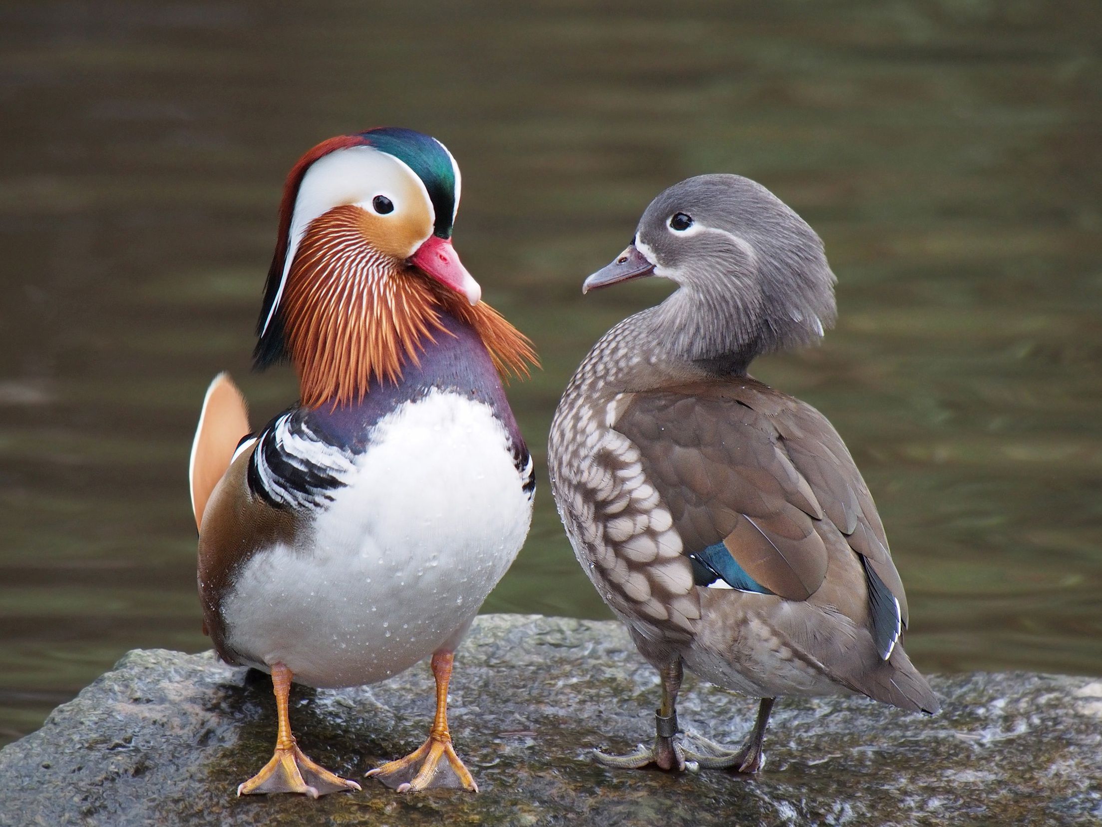 Patos invasores