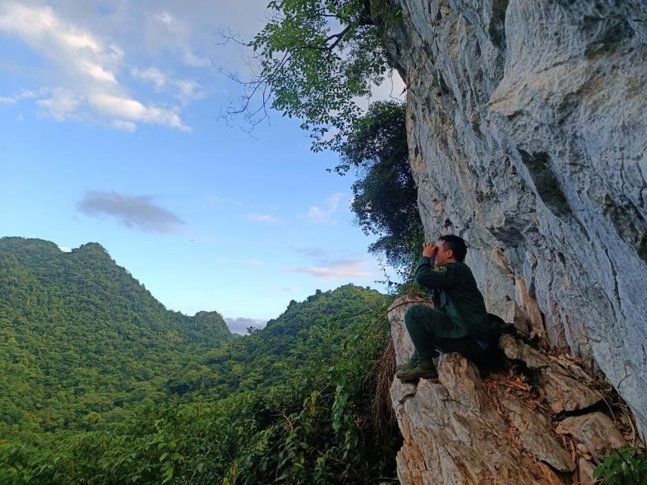 Searching for Cao-vit Gibbons in the kart forest landscape