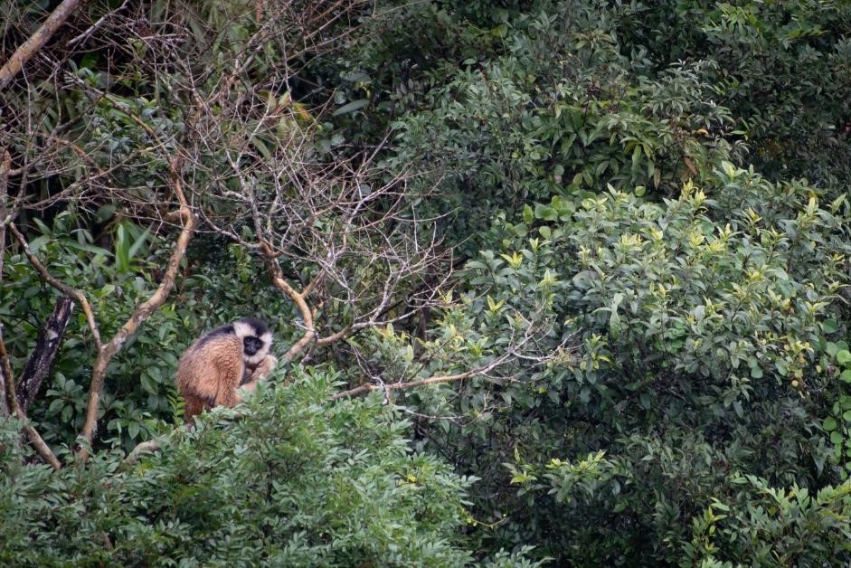 A female Cao-vit Gibbon cradles her infant 