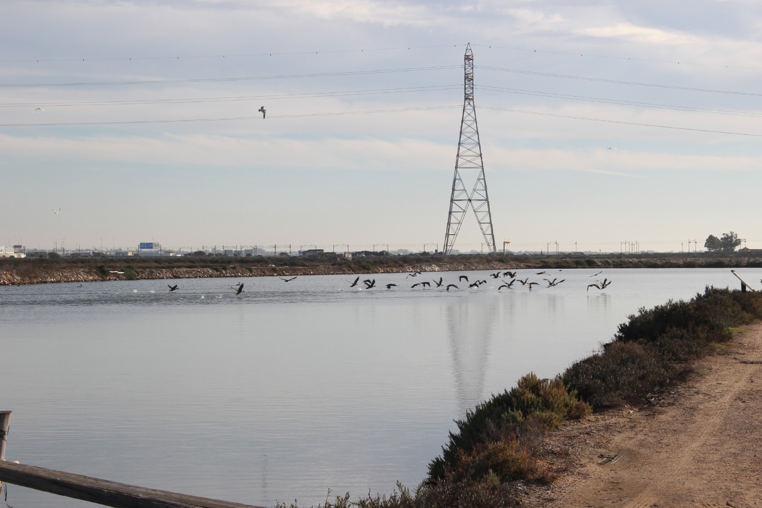 Salinas de Chiclana biodiversidad