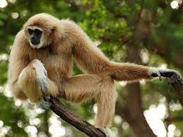 gibbon