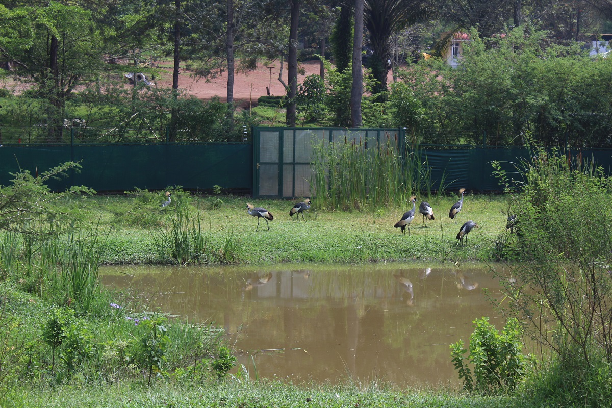 IUCN Members in Rwanda