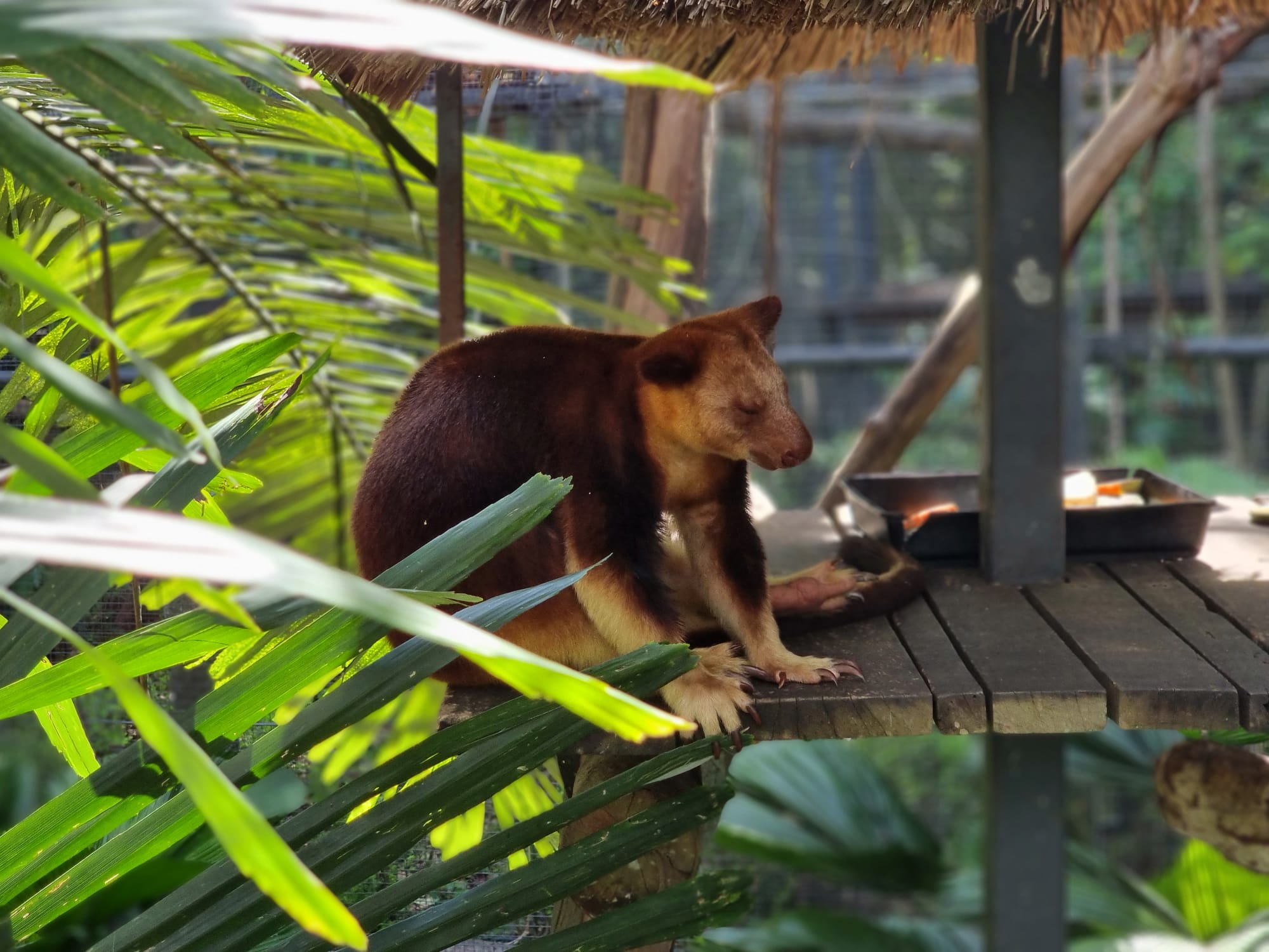 Tree Kangaroo of Papua New Guinea at Moresby National Park