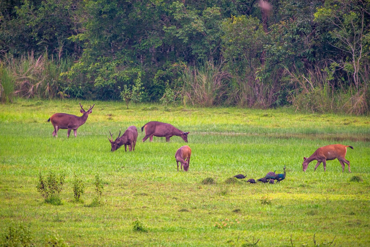 Wildlife in Cat Tien National Park 