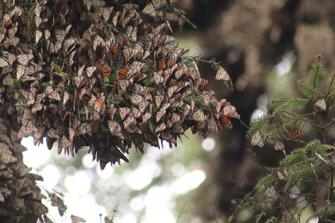 Mariposas monarcas