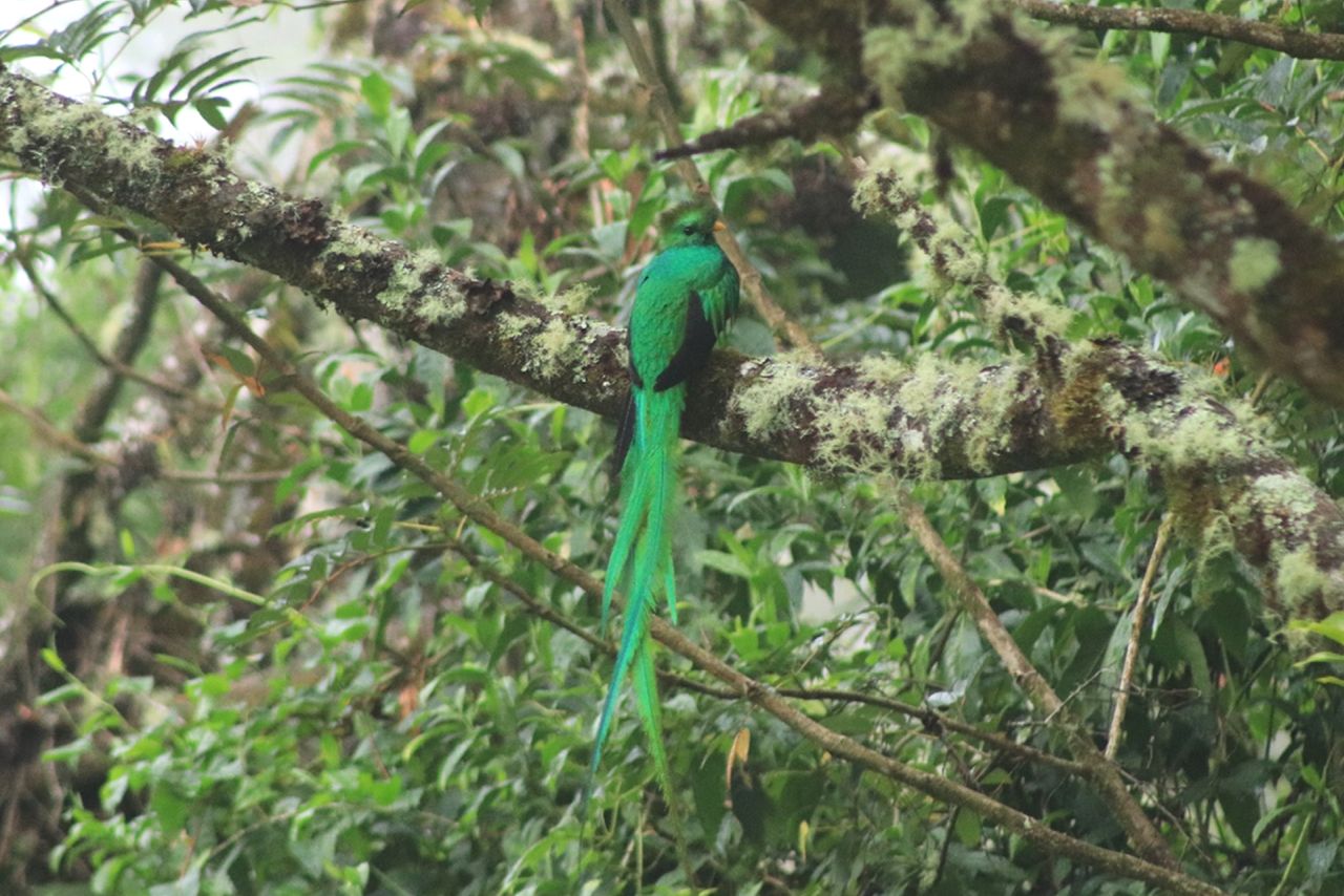 Quetzal