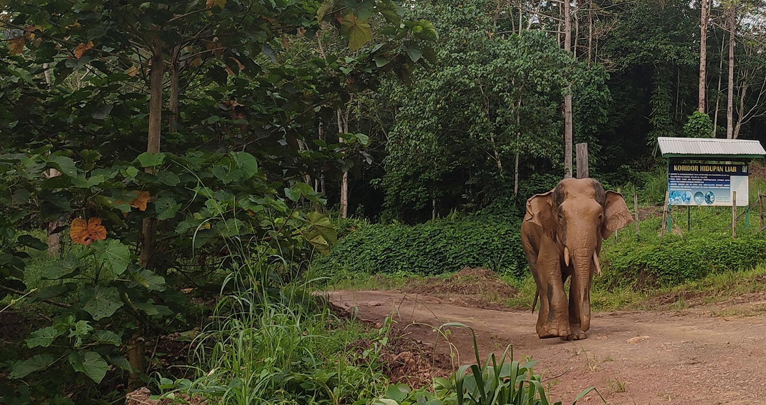 A tusker passing through the Sabah Softwoods wildlife corridor