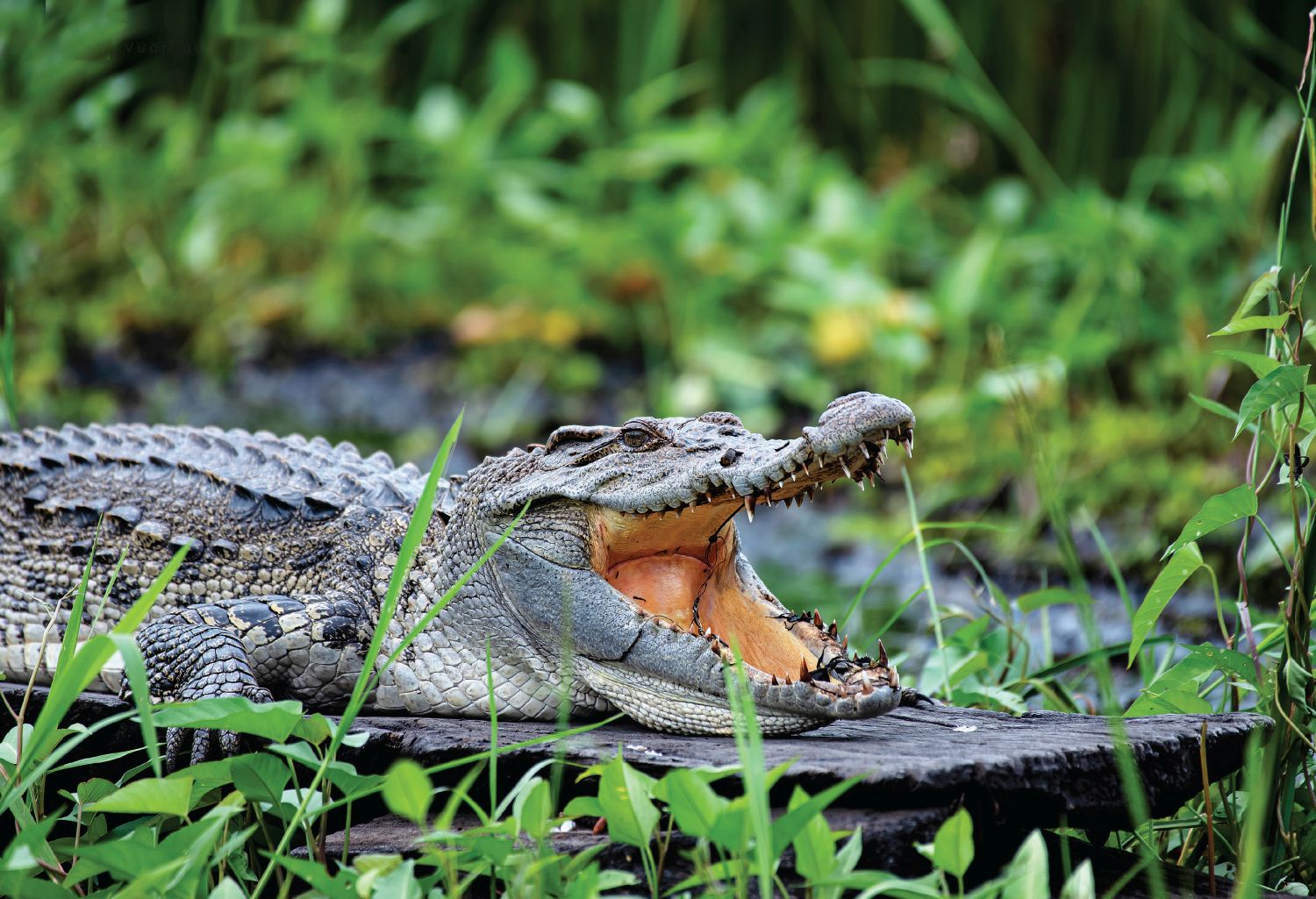 A crocodile in Bau Sau, Cat Tien NP 