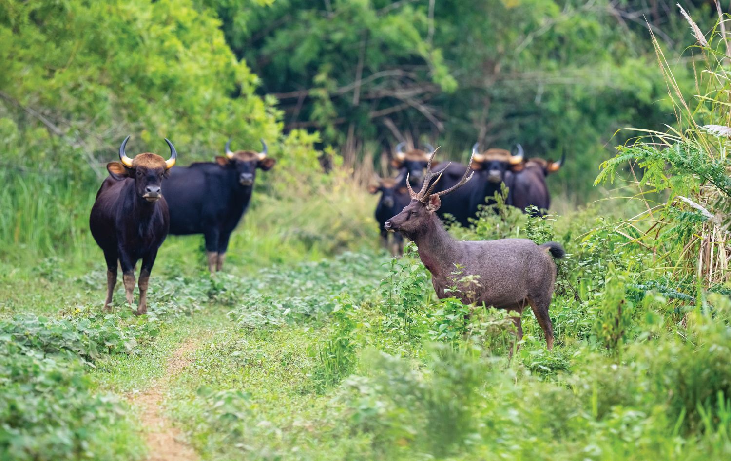 Bantengs and deers in Cat Tien National Park