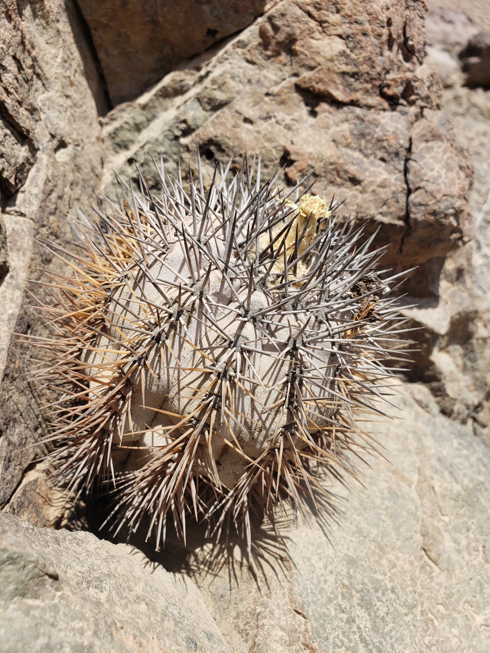 Endangered Copiapoa atacamensis cactus
