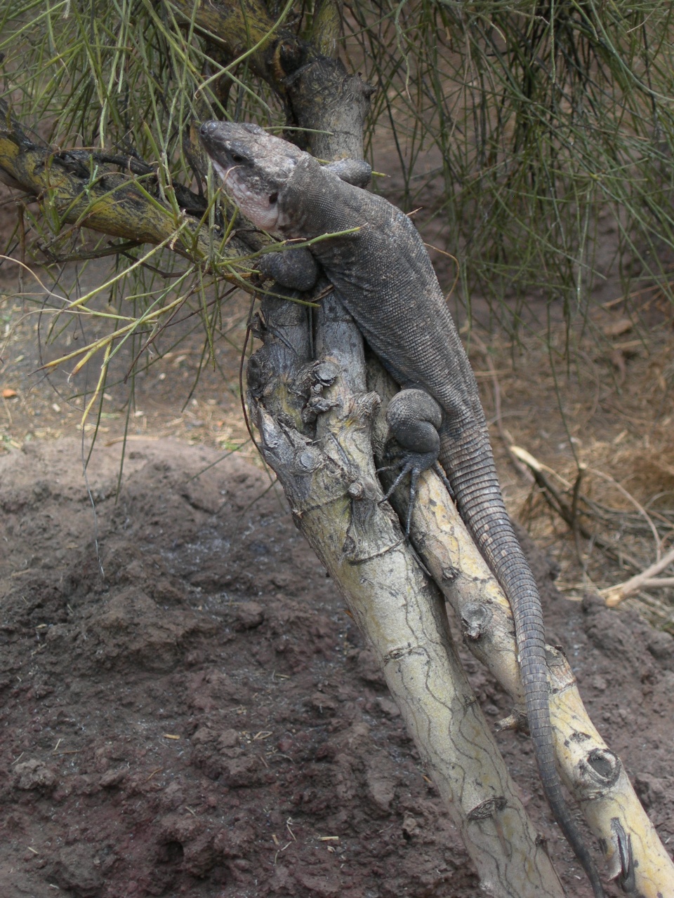 La Gomera Giant Lizard