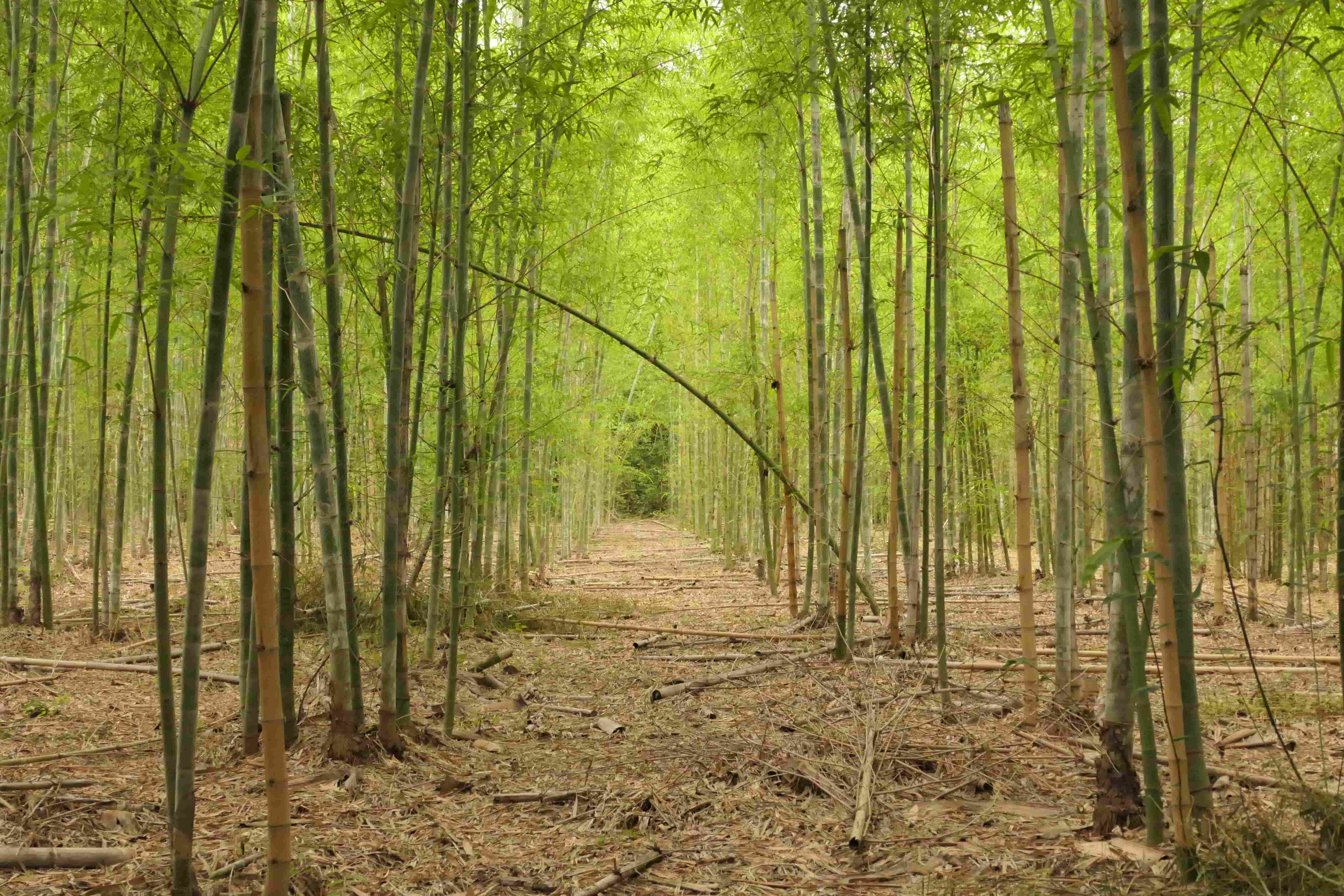 Bamboo trees