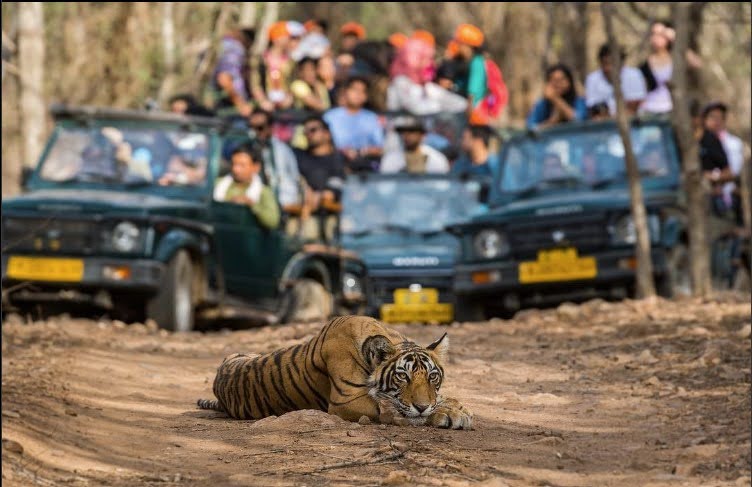 Tiger laying on the road
