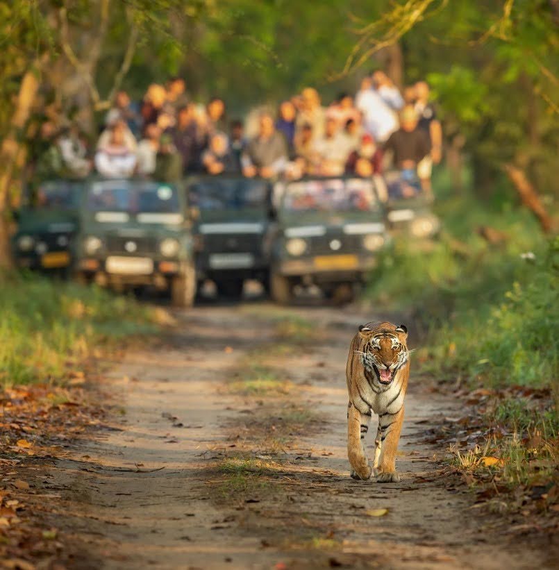 Tiger walking on road