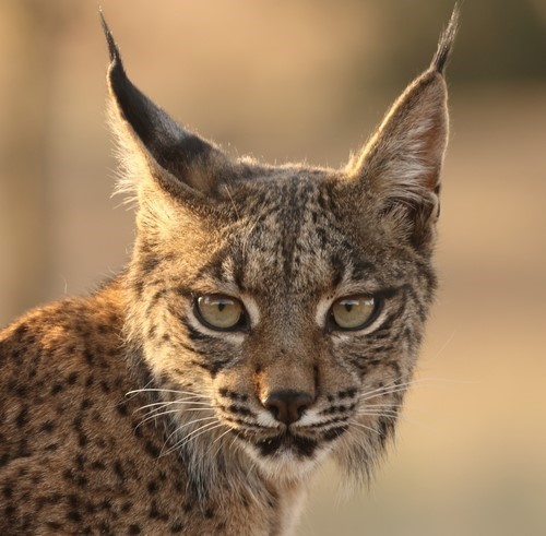 photo of an iberian lynx