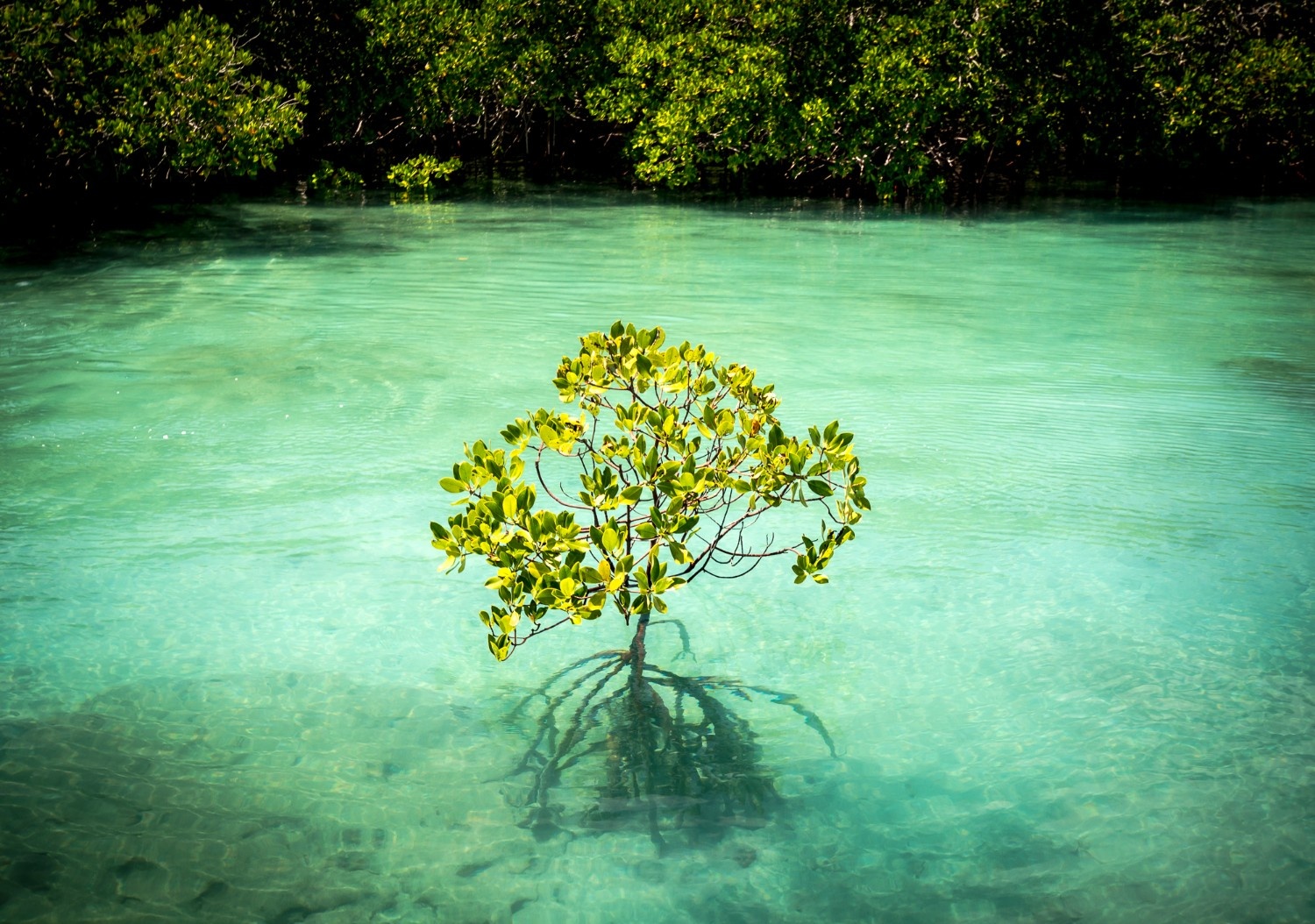 Image of mangroves