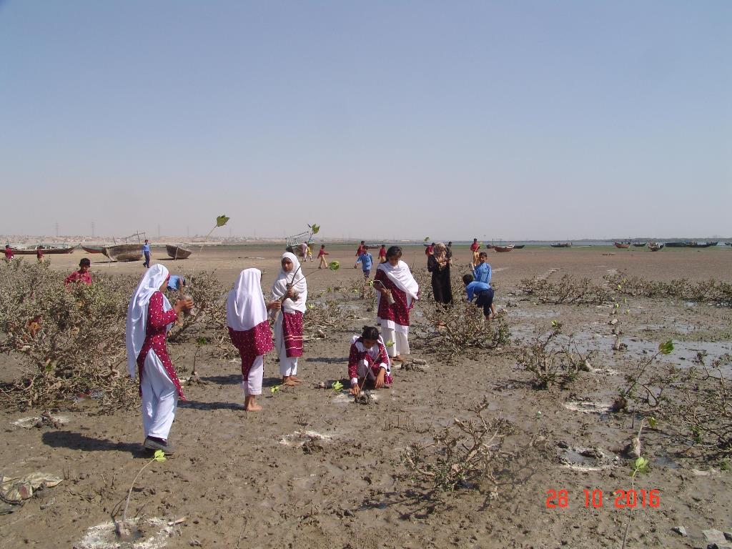 Plantation of mangrove saplings