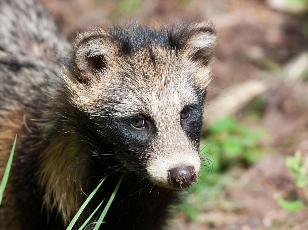 The raccoon dog (Nyctereutes procyonoides) 