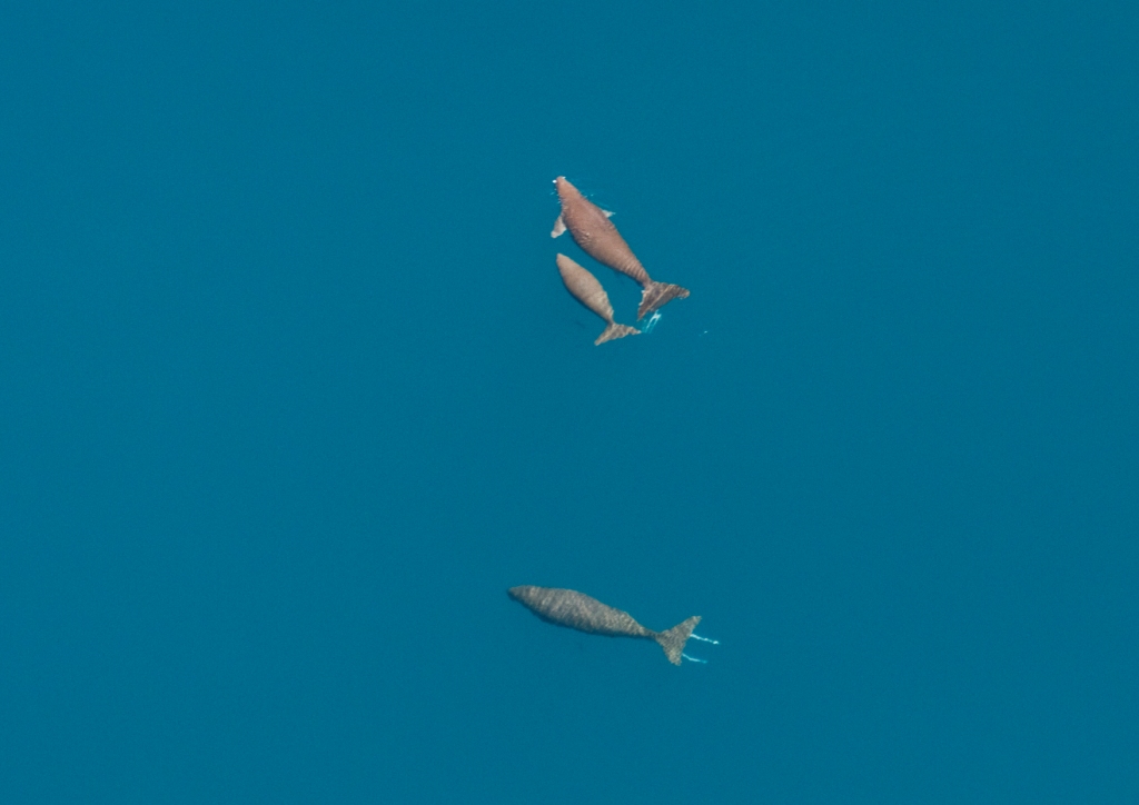 Dugongs in Bazaruto are easier to locate from the air