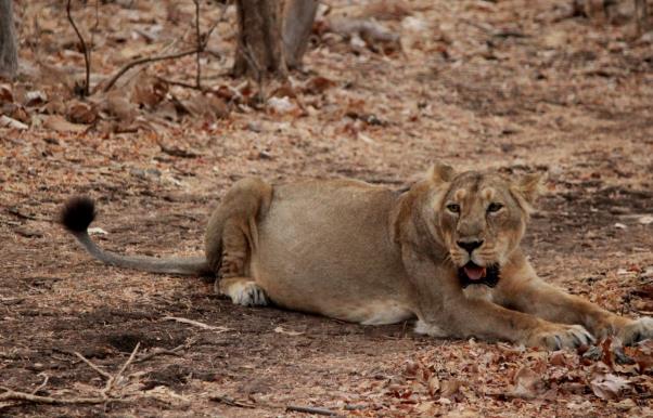 Asiatic Lion at Gir National Park  