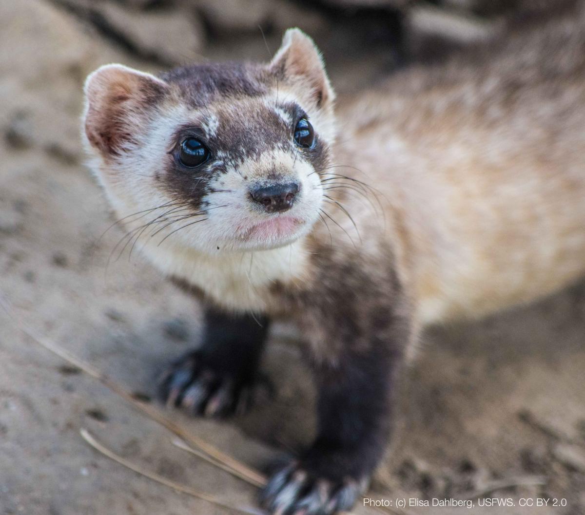 Black-footed ferret (Mustela nigripes) 