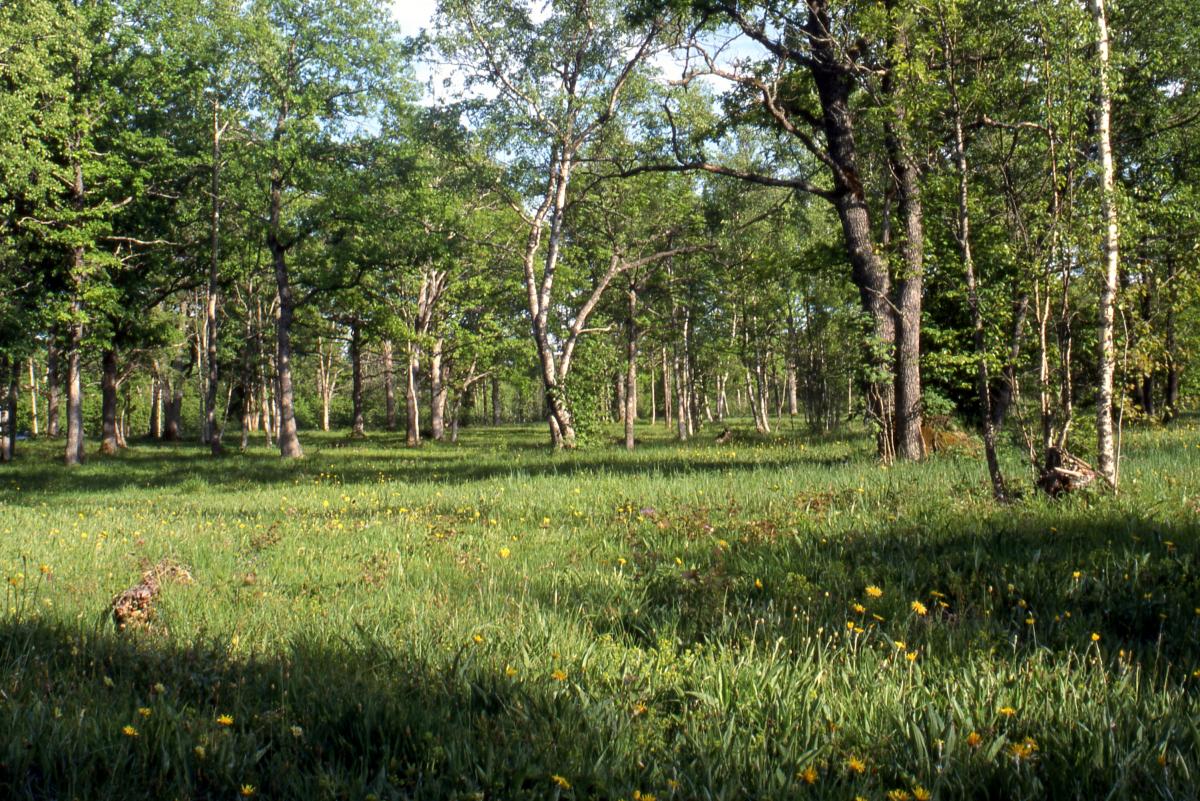 European Red List of Habitats