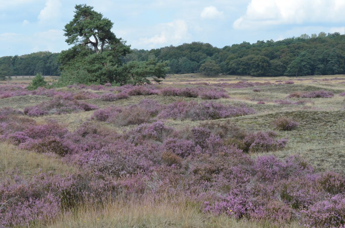 European Red List of Habitats