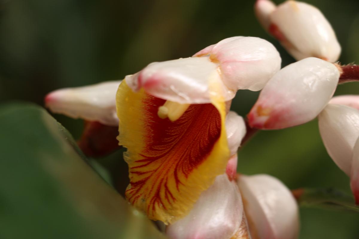 Orchidée, Réunion