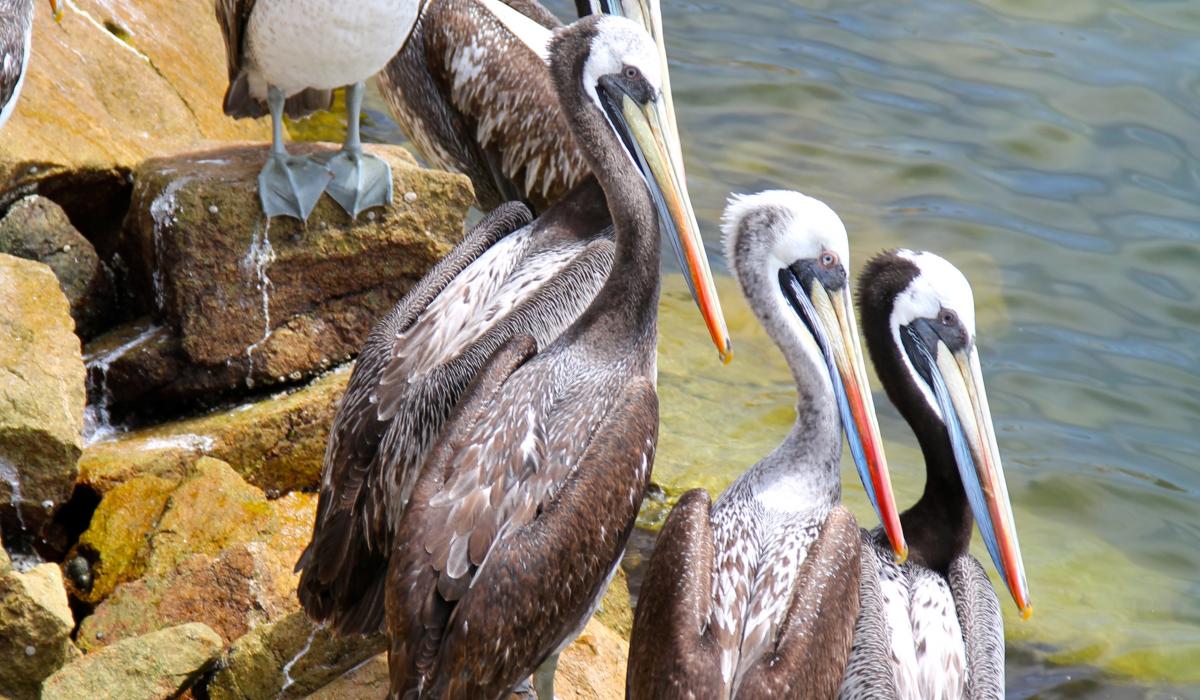 Peruvian pelicans