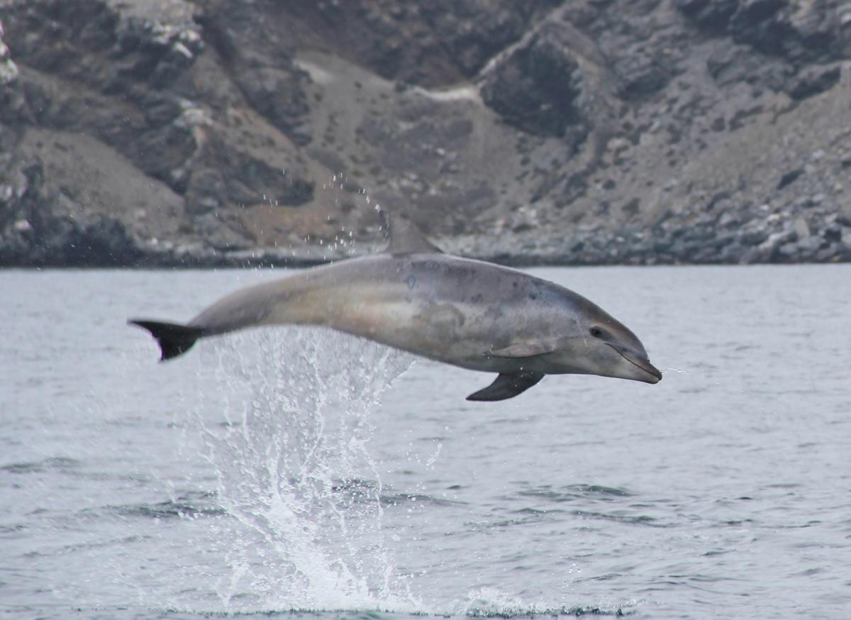 Common bottlenose dolphin (Tursiops truncatus), La Serena, Chile