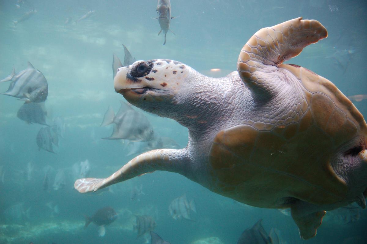 Loggerhead turtle (Caretta caretta) 