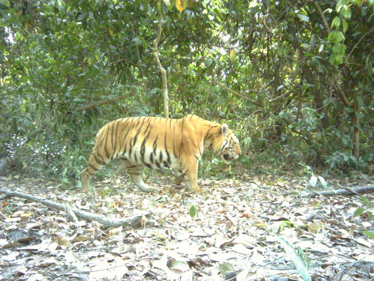 Male Tiger captured on camera trap in Assam, India (credit Aaranyak)
