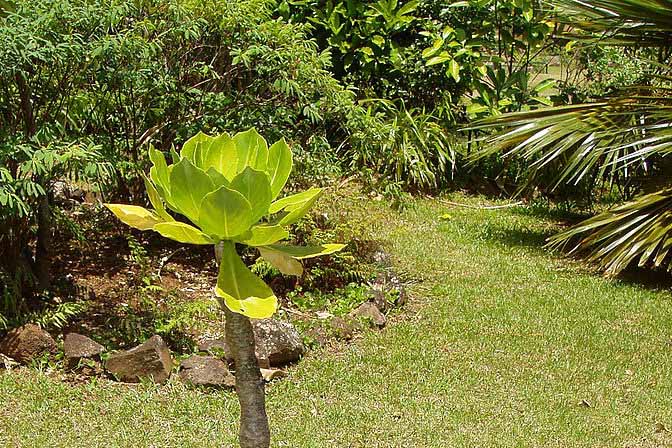 Olulu (Brighamia insignis) 