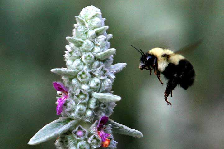 Rusty patched bumble bee (Bombus affinis) 