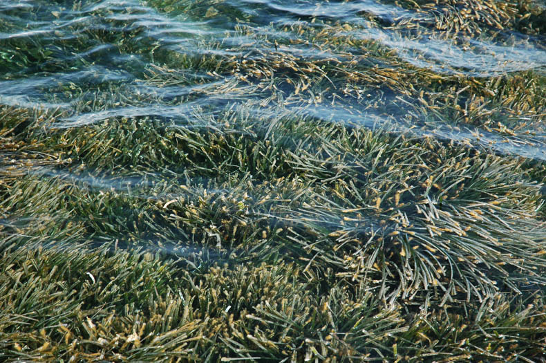 Seagrass in North West Tunisia