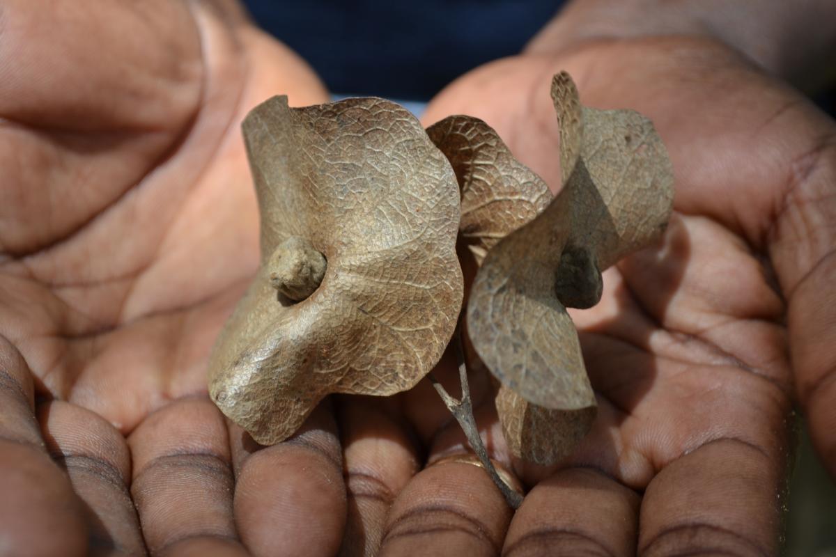 Seeds of the Chinese Hats Tree - Karomia gigas found only in Tanzania. 