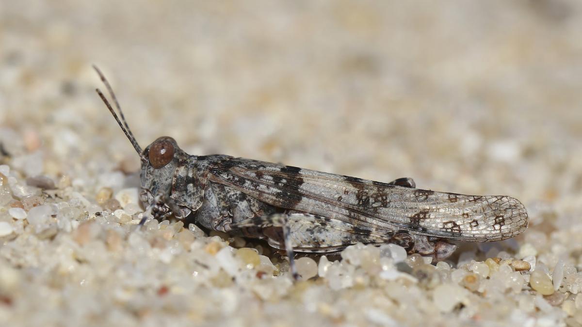 Sphingonotus nodulosus (Knotty Sand Grasshopper)