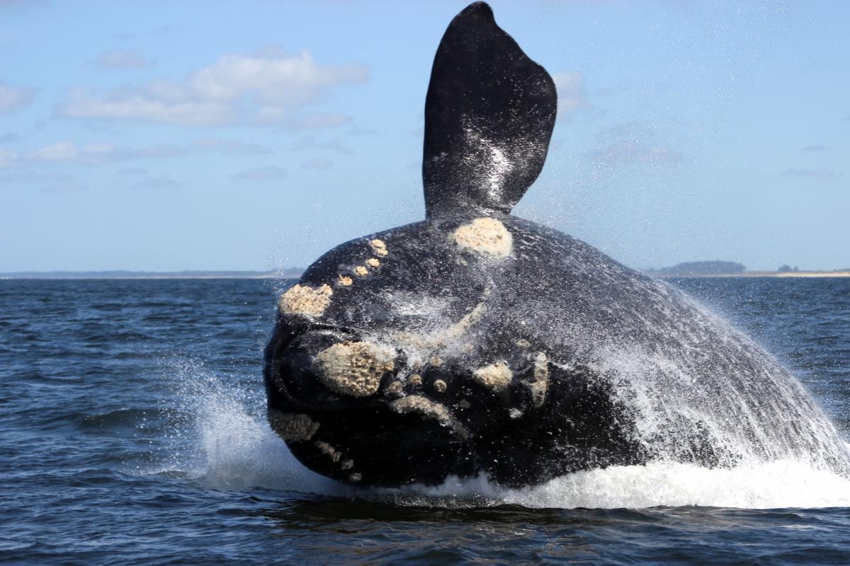 Uruguay whales - OCC-Uruguay