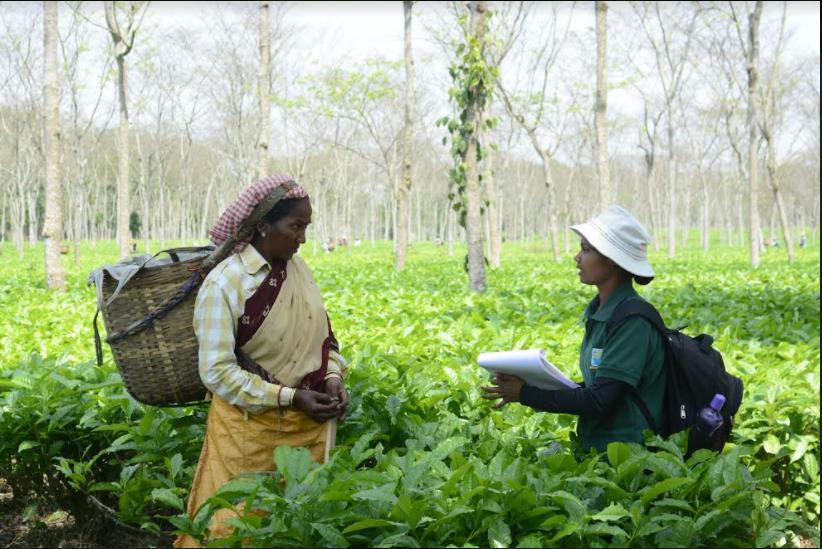 WCS India staff engaging with tea plantation staff © Divya Vasudev - WCS India