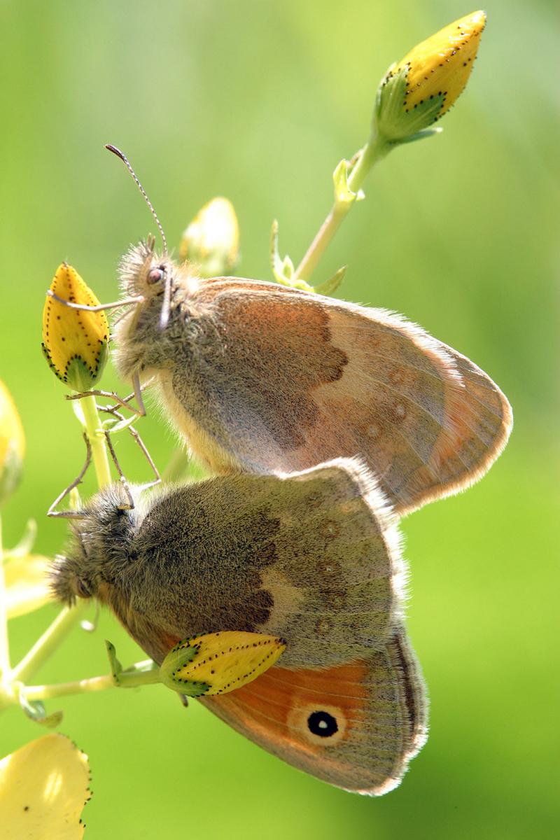 Aksu-Zhabagly_Coenonympha pamphilus