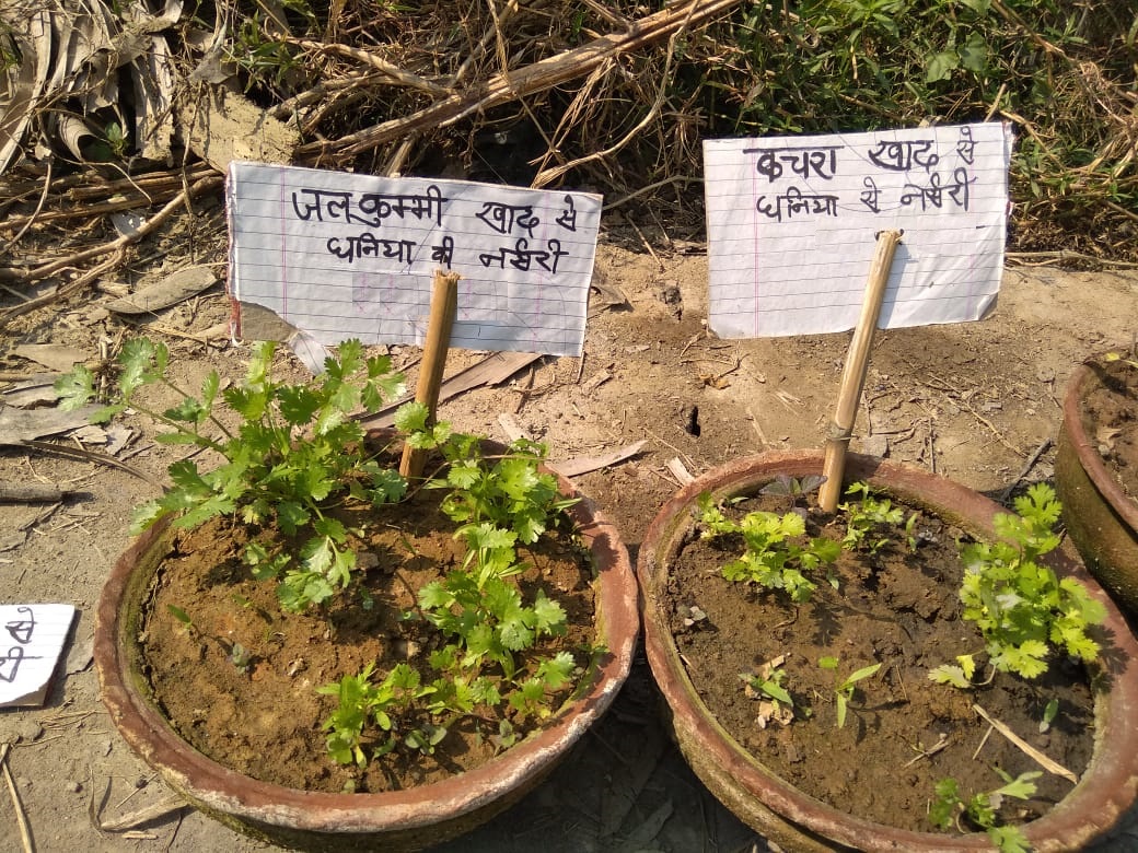 Comparison of vegetable production using different compost