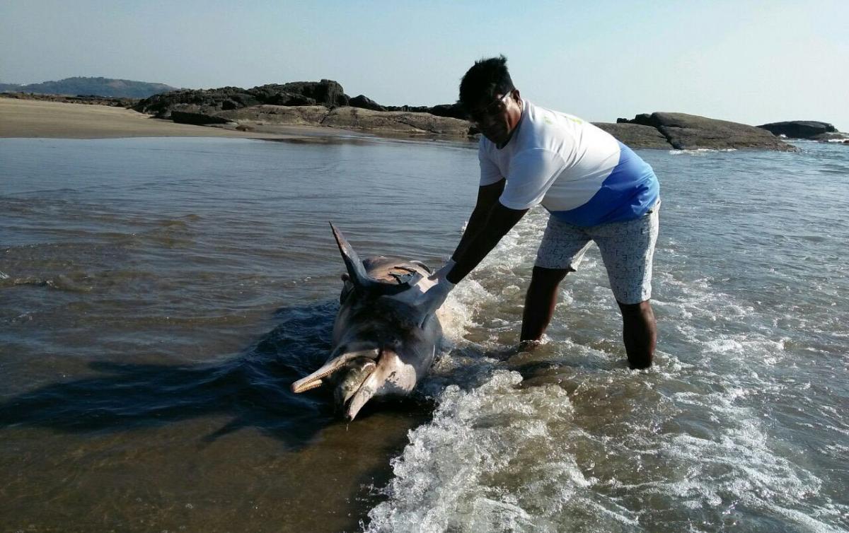 Network volunteer with stranded dolphin