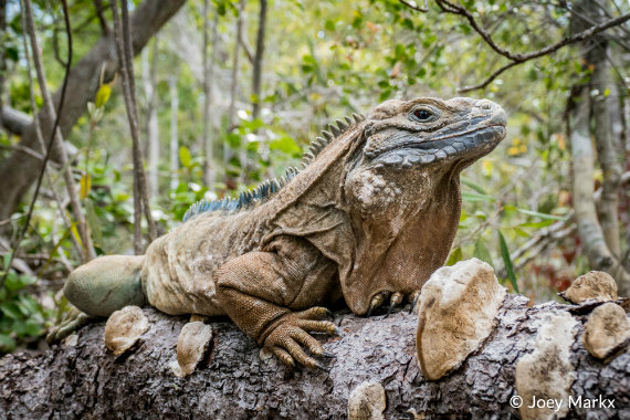JAmaican Iguana