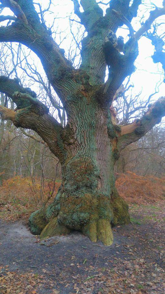 Oak tree in Vilm