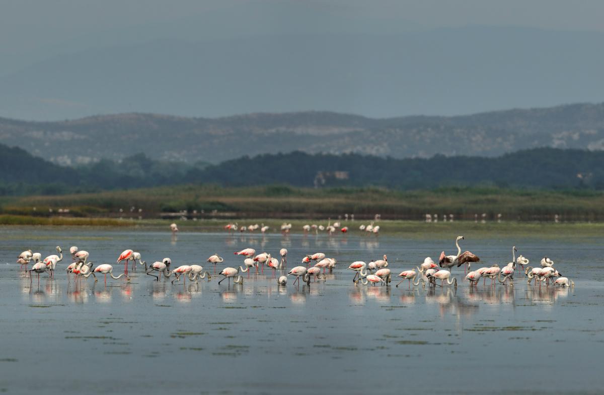 Ulcinj Salina - includes large area with a system of ponds and flamingos