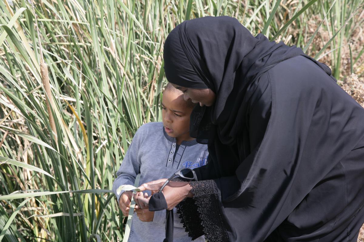 Aishah showing a Typha wetland ecosystem to a student