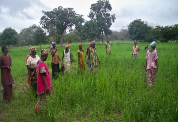 Advice to women's groups in market gardening and rice cultivation