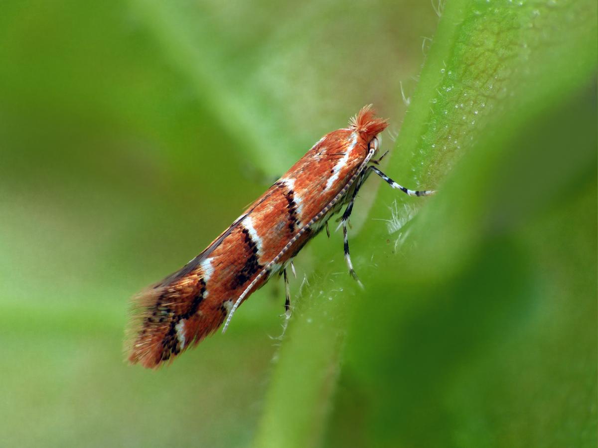 A horse-chestnut leaf-miner moth