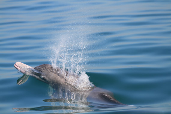 Indian Ocean Humpback Dolphin (Sousa plumbea), Oman