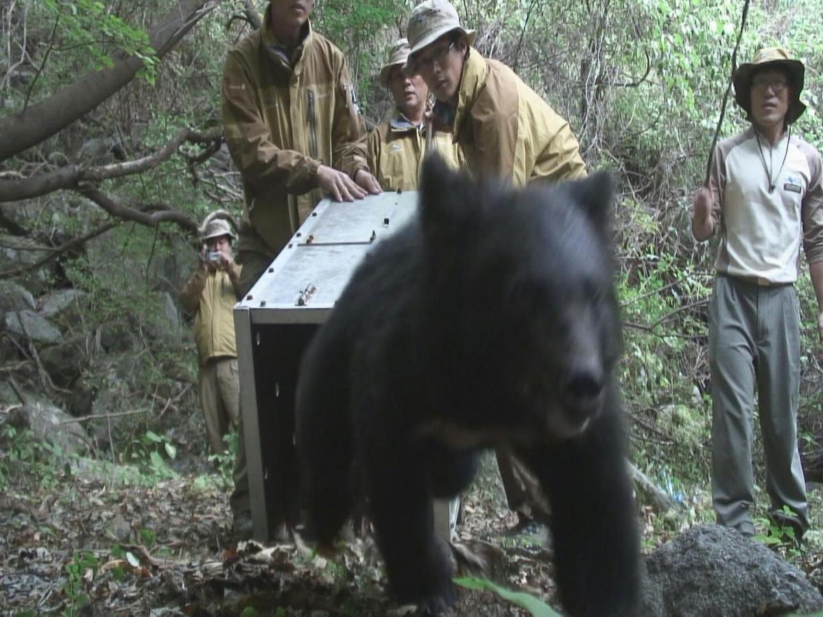 Release of Asiatic black bear in Jirisan National Park